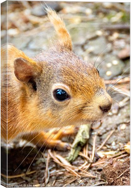 A close up of a red squirrel Canvas Print by Lee Kershaw