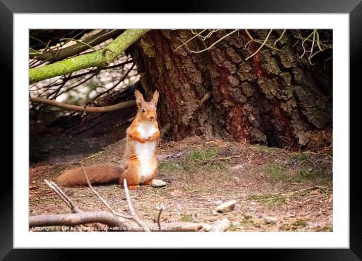 Standing Northumbrian red squirrel Framed Mounted Print by Lee Kershaw