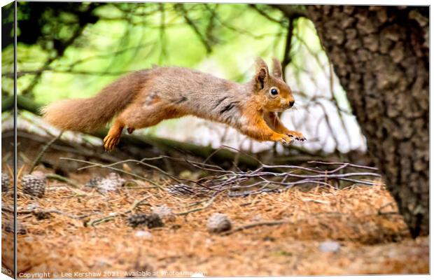 Leaping Northumbrian red squirrel Canvas Print by Lee Kershaw