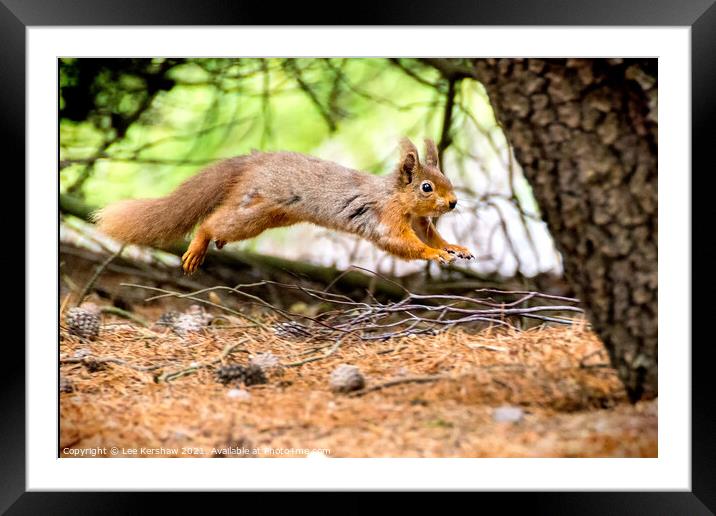 Leaping Northumbrian red squirrel Framed Mounted Print by Lee Kershaw