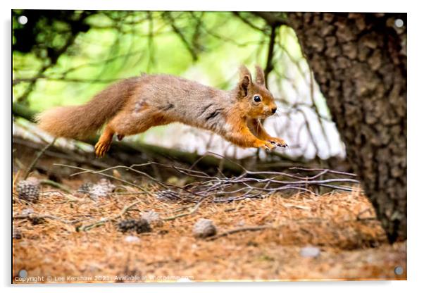 Leaping Northumbrian red squirrel Acrylic by Lee Kershaw