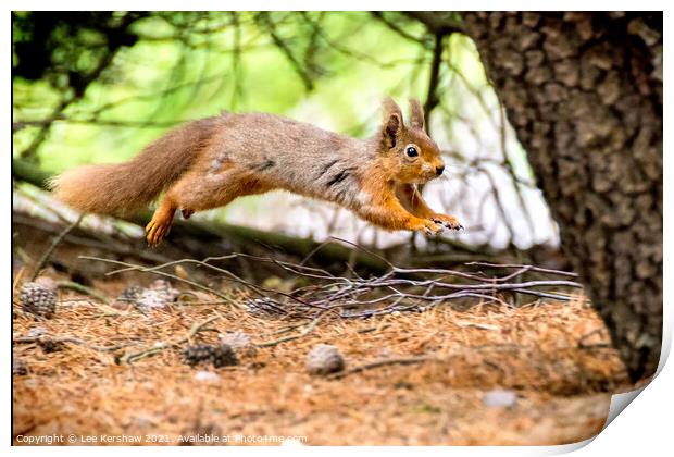 Leaping Northumbrian red squirrel Print by Lee Kershaw