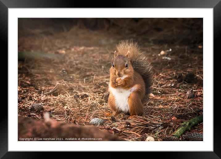 Eating Northumbrian red squirrel Framed Mounted Print by Lee Kershaw