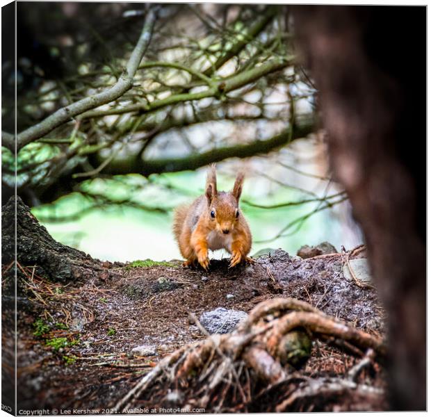 Running Northumbrian red squirrel Canvas Print by Lee Kershaw