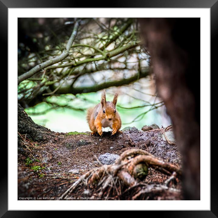 Running Northumbrian red squirrel Framed Mounted Print by Lee Kershaw