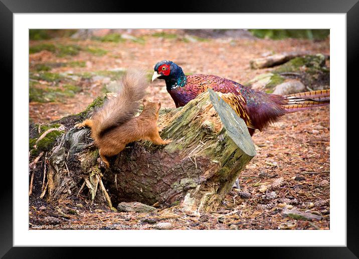 The red squirrel & the pheasant Framed Mounted Print by Lee Kershaw