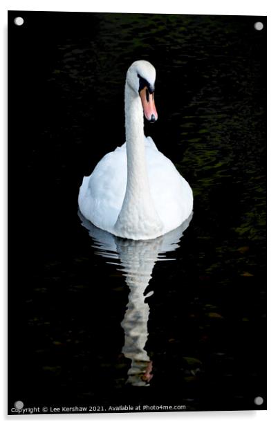 Swan and reflection Acrylic by Lee Kershaw