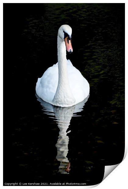 Swan and reflection Print by Lee Kershaw
