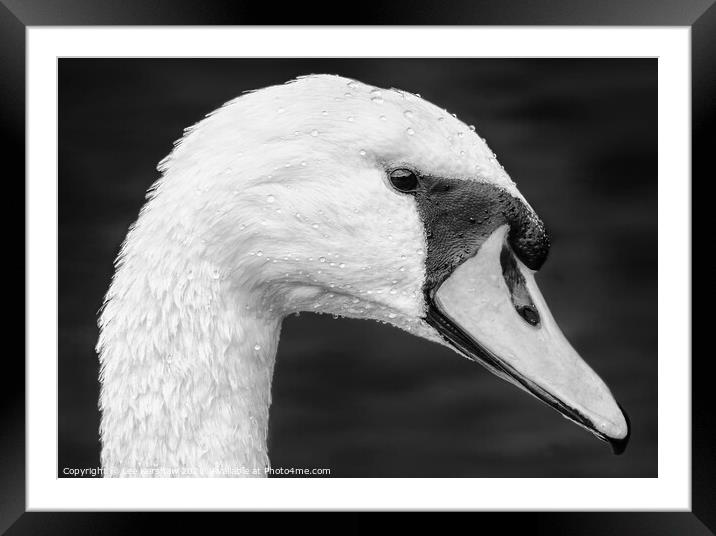 Detailed close up Swan portrait Framed Mounted Print by Lee Kershaw