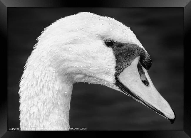 Detailed close up Swan portrait Framed Print by Lee Kershaw
