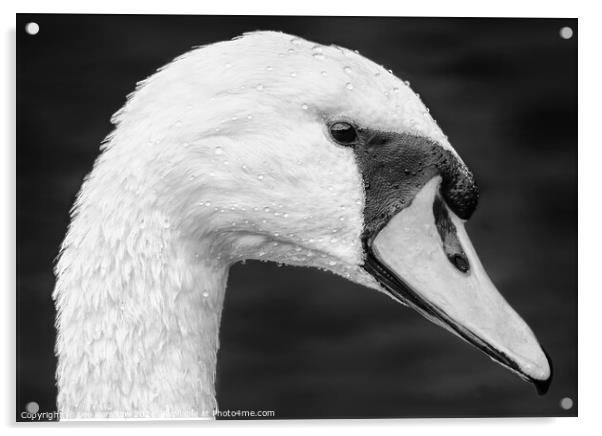 Detailed close up Swan portrait Acrylic by Lee Kershaw