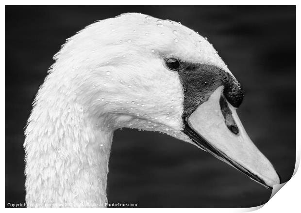 Detailed close up Swan portrait Print by Lee Kershaw