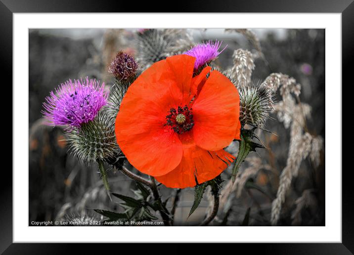 A poppy amongst the thistles Framed Mounted Print by Lee Kershaw