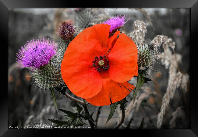 A poppy amongst the thistles Framed Print by Lee Kershaw