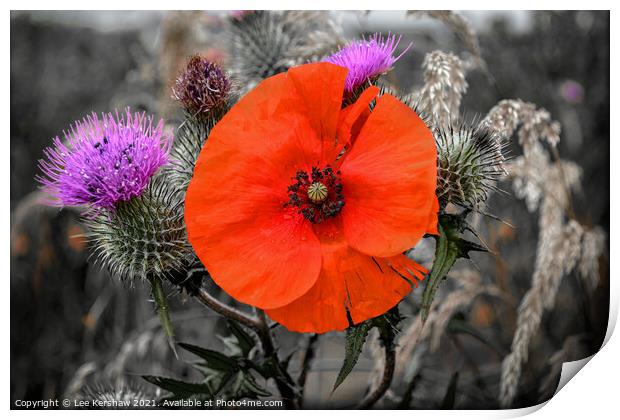 A poppy amongst the thistles Print by Lee Kershaw