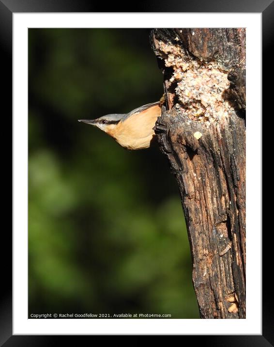 Nuthatch Framed Mounted Print by Rachel Goodfellow