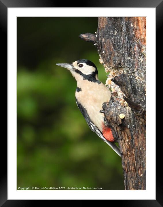 Woodpecker Framed Mounted Print by Rachel Goodfellow