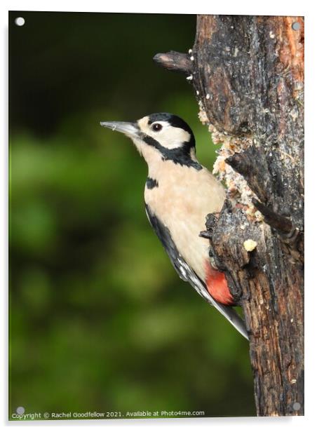 Woodpecker Acrylic by Rachel Goodfellow