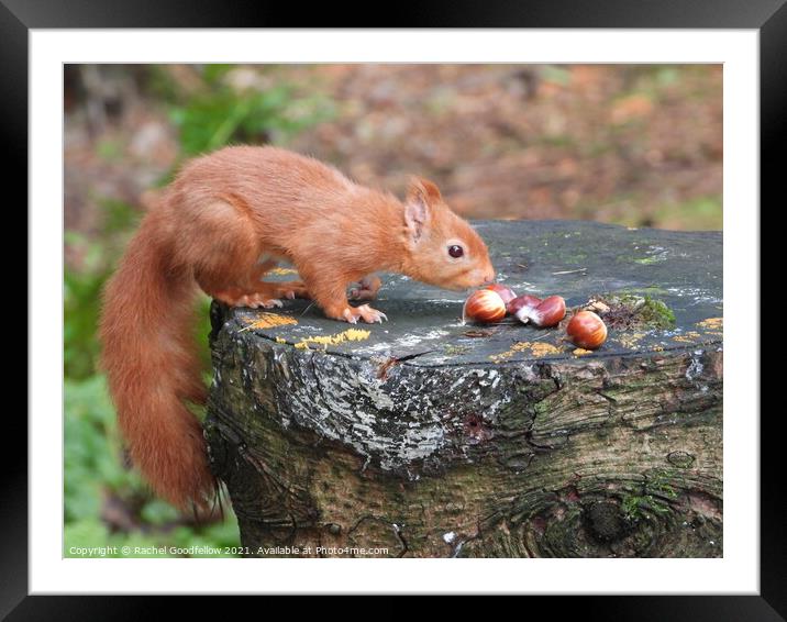 Snacking Squirrel  Framed Mounted Print by Rachel Goodfellow