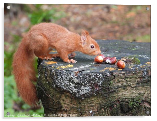 Snacking Squirrel  Acrylic by Rachel Goodfellow