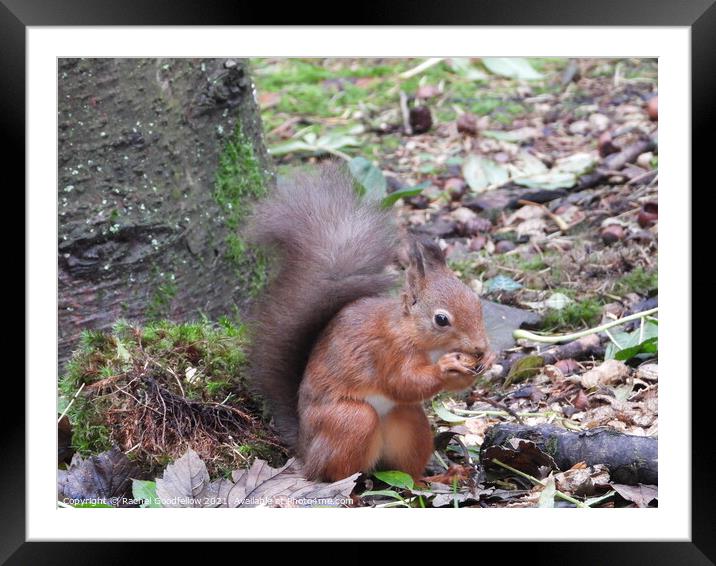 Red Squirrel Framed Mounted Print by Rachel Goodfellow
