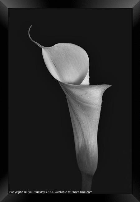 Isolated Lily - 1  Framed Print by Paul Tuckley