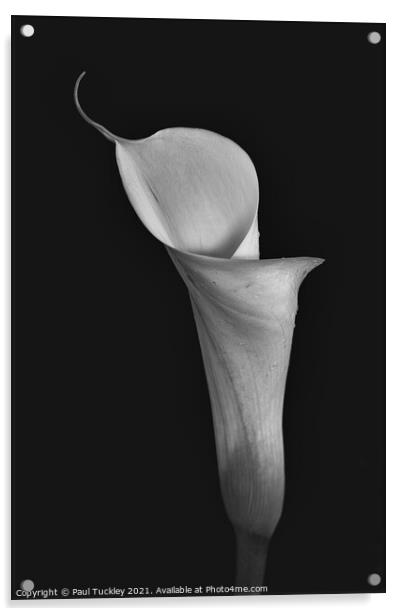 Isolated Lily - 1  Acrylic by Paul Tuckley