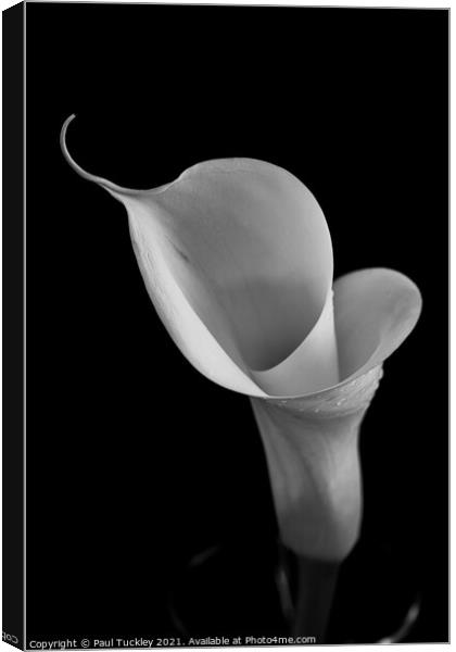 Isolated Lily - 2 Canvas Print by Paul Tuckley