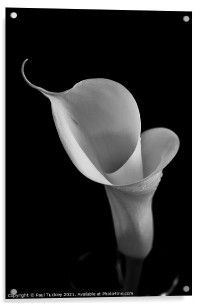Isolated Lily - 2 Acrylic by Paul Tuckley