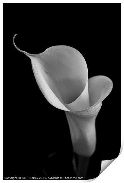 Isolated Lily - 2 Print by Paul Tuckley