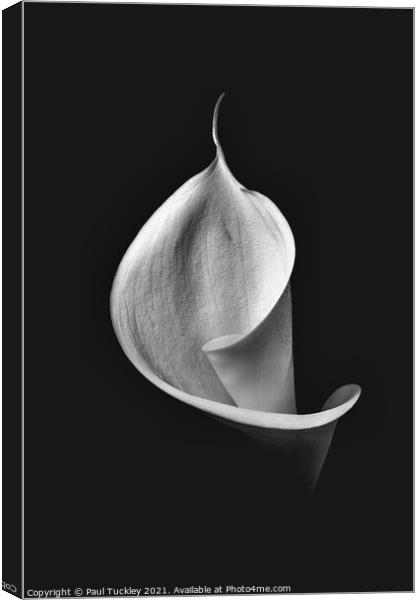 Isolated Lily -3  Canvas Print by Paul Tuckley