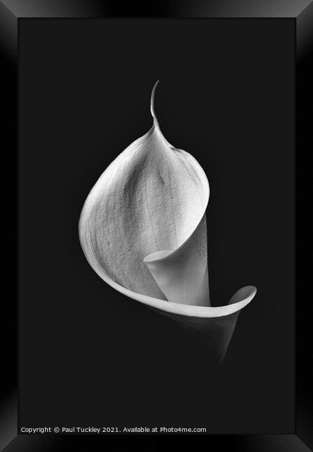 Isolated Lily -3  Framed Print by Paul Tuckley