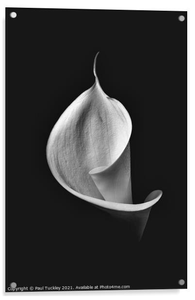 Isolated Lily -3  Acrylic by Paul Tuckley