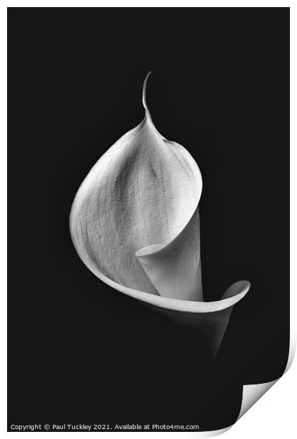 Isolated Lily -3  Print by Paul Tuckley
