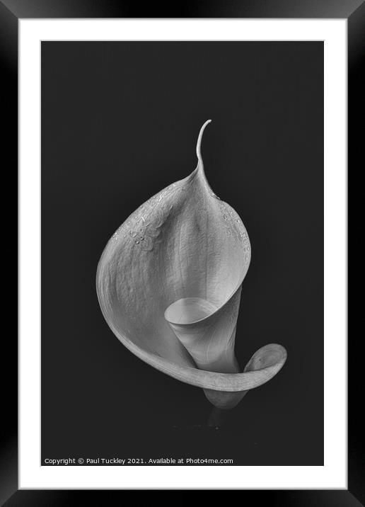 Isolated Lily - 4  Framed Mounted Print by Paul Tuckley