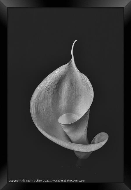 Isolated Lily - 4  Framed Print by Paul Tuckley