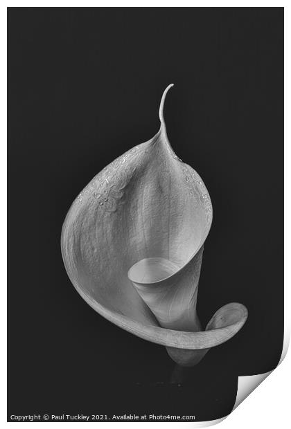 Isolated Lily - 4  Print by Paul Tuckley