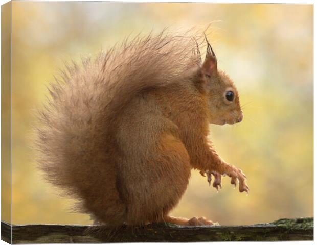 Red Squirrel  Canvas Print by Macrae Images