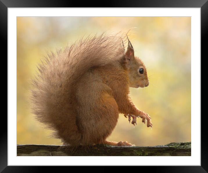 Red Squirrel  Framed Mounted Print by Macrae Images