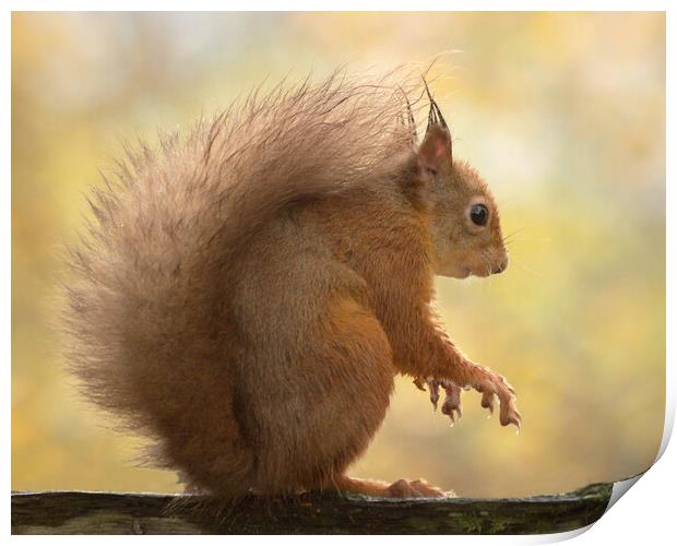 Red Squirrel  Print by Macrae Images