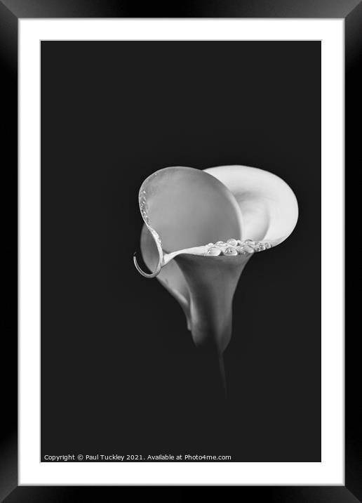 Isolated Lily - 5  Framed Mounted Print by Paul Tuckley