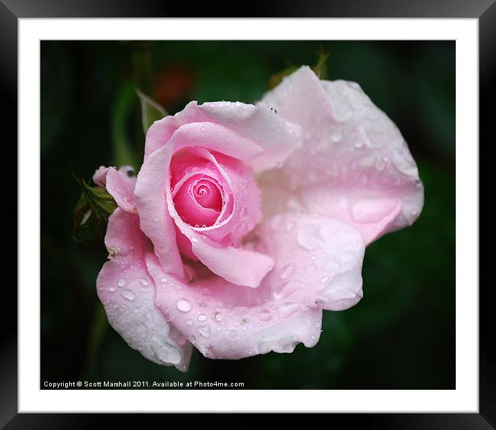 Kiss from a Rose Framed Mounted Print by Scott K Marshall