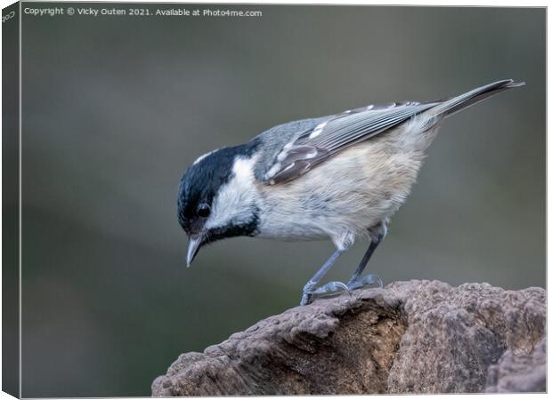 Coal tit standing on a post Canvas Print by Vicky Outen