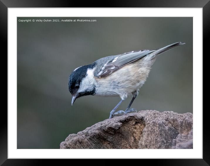Coal tit standing on a post Framed Mounted Print by Vicky Outen