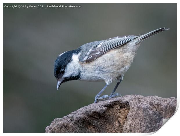 Coal tit standing on a post Print by Vicky Outen