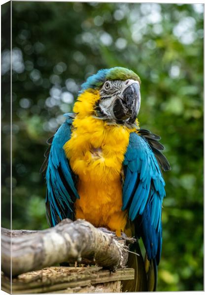 Macaw Parrot Canvas Print by Images of Devon