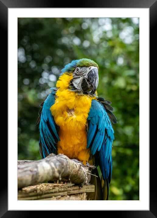 Macaw Parrot Framed Mounted Print by Images of Devon