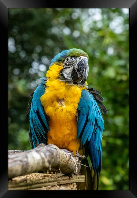 Macaw Parrot Framed Print by Images of Devon