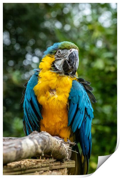 Macaw Parrot Print by Images of Devon