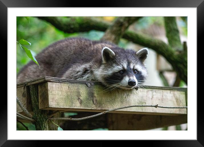 Raccoon laying down Framed Mounted Print by Images of Devon